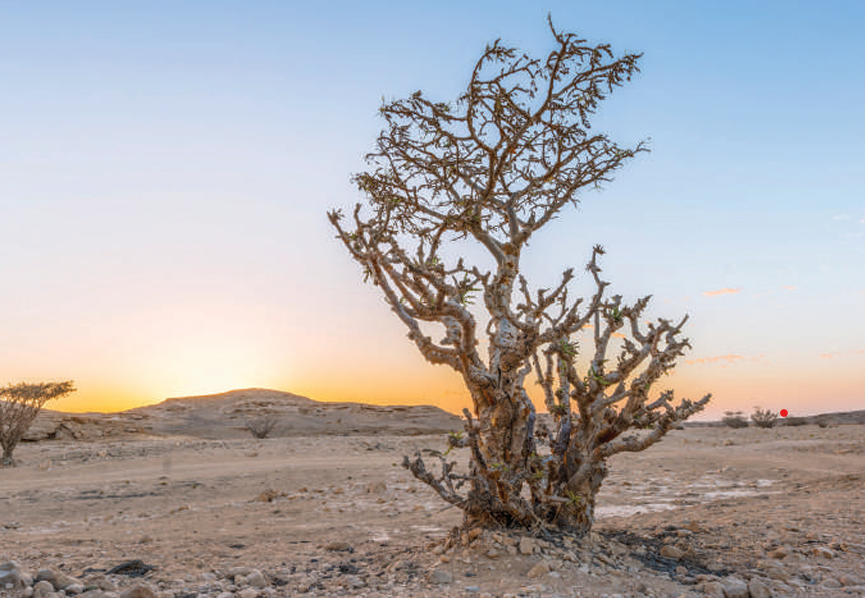 Oman landscape 5